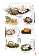 Cup Fungi and other Ascomycetes of Britain & Europe. An introductory guide. 2026.illus. (col.). VI, 91 p. gr8vo. Hardcover.