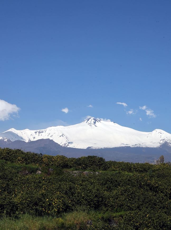 The Vegetation of Etna. 2026. 61 col. figs. 171 tabs. 451 p. gr8vo. Hardcover.(ISBN 978-3-946583-57-8)