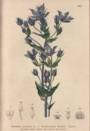 Atlas der Alpenflora.Herausgegeben vom Deutschen und Österreichischen Alpenverein..5 Bände.1882-1884.. Mit 500 kol.Tafeln nach Naturaufnahmen und Originalvorlagen von A. Hartinger.