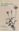 The Weed Flora of Egypt. A practical guide. 1984. illustr. XV, 178p. 8vo. Paper bd.