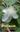  World Checklist of Myrtaceae. 2008. XVI, 455 p. gr8vo. Paper bd.