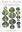 Plants as Persons. A Philosophical Botany. 2011. X, 235 p. gr8vo. Hardcover.