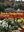  Plants for a Changing Climate. 2nd ed. 2011. 190 col. figs. 208 p. gr8vo. Paper bd.