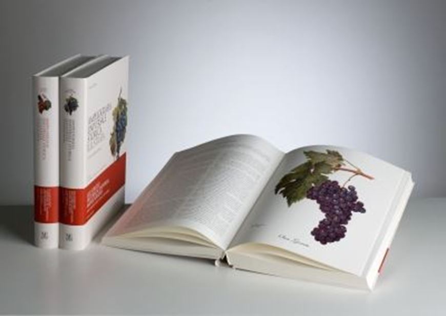 Ampelografia universale storica illustrata: i vitigni del mondo /Illustrated Historical Universal Ampelography. Grape Varieties Around the World. Compendio del Ampélographie di Pierre Viala e Victor Vermorel.. 3 volumes. 2012. 552 col. pls. 1428 p. Hardcover. Large 4to - Bilingual (Italian / English).