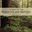 Twilight of the Hemlocks and Beeches. 2018. 105 col. photogr. 2 maps. 180 p. gr8vo. Hardcover.