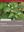 Vol. 36: Staples, George: Convolvulaceae. 2018. many col. photogr. & dot maps. 407 p. gr8vo. Plastic cover. - In English.