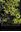Macrolichens of the Pacific Northwest. 3rd rev. & exp. ed. 2023. illus. 549 p. gr8vo. Paper bd.