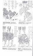 Rothmaler - Exkursionsflora von Deutschland, Gefäßpflanzen: ATLASBAND. 14te. rev. & erweiterte Aufl. 2026. XIV, 848 S. gr8vo. Hardcover.