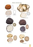 Cup Fungi and other Ascomycetes of Britain & Europe. An introductory guide. 2026.illus. (col.). VI, 91 p. gr8vo. Hardcover.