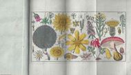 Anleitung zum Selbststudium der Botanik. Wien 1805. 4 handkol. Kupfertafeln. IV, 654  & 12 (Tafelerläuterungen) S. 8vo. Original Pappband.