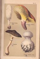 Prof. Dr. Hardl D. Lenz' Natürliche, schädliche und verdächtige Pilze. 7te Auflage. 1890. 20 lithogr. Farbtafeln. 197 S. 8vo. Halbleinen.