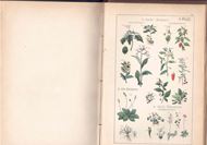 Populäre Botanik oder gemeinfaßliche Anleitung zum Studium der Pflanzen und des Pfalnzenreiches. Zugleich ein Handbuch zum Bestimmen der Pflanzen auf Excursionen. 3te Aufl. 1876. Ca. 1600 farbige Abbildungen auf 62 Tafeln. VI, 715 S. gr8vo.Hardcover.