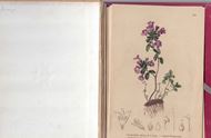 Atlas der Alpenflora. Herausgegeben vom Deutschen und Österreichischen Alpenverein. Nach der Natur gemalt von Anton Hartinger. 5 Bände ( 1 Taxtband, 4 Tafelbände). Wien 1882. 504 Farbtafeln. 250 S. Hardcover.