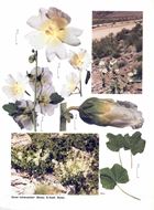 Flora of Irn in natural colors /Flore de l'Iran en couleurs natureles. Volumes 2 - 24. 1981 (?) - 2003. Ca. 2900 colored plates.  4to In Folders.