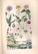 Bildliche Naturgeschichte aller drei Reiche mit vorzüglicher Berücksichtigung der für das allgemeine Leben wichtigeren Naturprodukte. Lieferung 1 - 20.Pest 1858. 88 farbige zoolog. Tafeln, 16 farbige botanische Tafeln, 2 mineralogische Tafeln.. 4to. Broschiert. - In Heften.