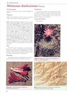 Matucana in Habitat and Culture. 2026. 482 colour photographs. 37 maps. 240 p. 4to. Hardcover.