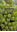 Jardins d'Océanie. 2003. illus. 203 p. Broché.- With 1 CD-ROM for PC or MacIntosh.