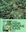 Reviews on Indian Medicinal Plants. Volume 3. 2004. illus.(=col.). XII, 496 p. gr8vo. Hardcover.