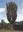 CITES and Cacti. 2013. 85 col. figs. 90 p. gr8vo. Paper bd. - Plus 1 CD - ROM.
