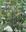  Flora of Kerala. Volume 2. 2016. 68 col. photogr. 601 p. gr8vo. Hardcover.