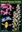 Victoria's Summer Orchids. Diuris, Hyacinth, Leek and Sun Orchids. 2017. ca. 1150 col. photogr. on plates. 214 p. Paper bd.