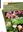 Guide des Plantes de Wallis et Futuna. 2018. illus. 488 p. Paper bound.
