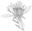 APhylogenetic Monograph of Mentzelia Section Bartonia (Loasaceae). 2020. (Systematic Botany Monographs, 110). illus. 230 p. gr8vo.