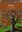 Trees.  2022. (New Naturalist Series, 145). illus. 512 p. gr8vo. Paper bd.