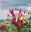 Plantes des haies champêtres. 2nd rev.ed. 2014. illus. 296 p. Paper bd.