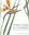 Strelitzias of the World. A Historical and Contemporary Exploration. 2019. illus. 300 p. Hardcover.